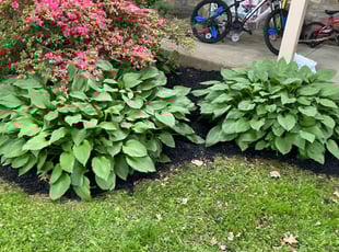Landscaping by Chevis Mcleod for Jason L. in Merion Station, PA