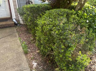 Bush Trimming by Guillermo Domenech for Leon S. in Woodstock, GA