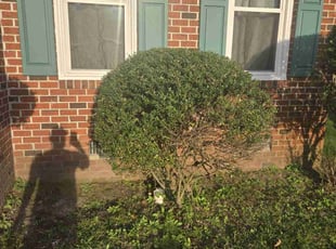 Bush Trimming by Ricardo Johnson for Keith A. in Chesapeake, VA