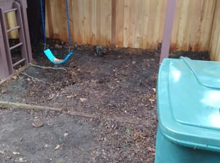 Leaf Removal by Sean Winkler for Maxwell R. in Sammamish, WA