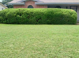 Bush Trimming by Renarld Gardner for Walter R. in Forest Hill, TX