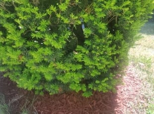 Landscaping by Chris Stewart for Trevor S. in Washington, DC