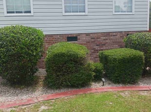 Bush Trimming by Reginald Cooper for Alexus H. in Elgin, SC