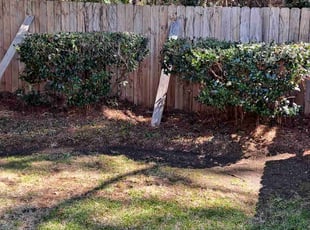 Bush Trimming by John Joens for Penelope R. in Gulf Breeze, FL
