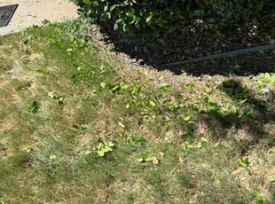 Bush Trimming by Logan Holzmeier for Jim C. in Cleburne, TX