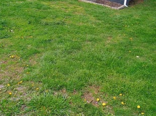 Weeding by Brandon DeNise for PAIGE T. in Paris, KY