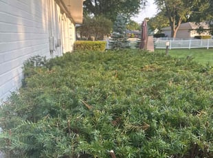 Bush Trimming by Charlie Kassis for Matthew P. in Farmington Hills, MI
