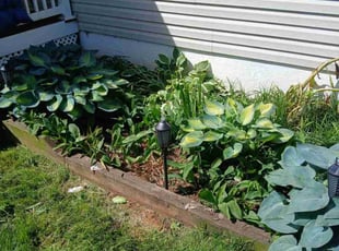 Weeding by Fabian Rodriguez for Annette B. in Baltimore, MD