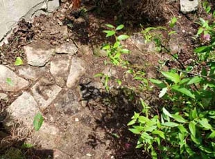 Landscaping by Ras Tosh Tafari for Frank L. in Cincinnati, OH