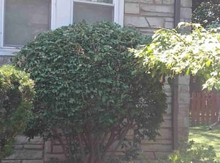 Bush Trimming by Elizabeth Williams for Joan M. in Cleveland Heights, OH