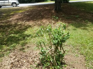 Bush Trimming by Russell Hayes for Elbert P. in Lilburn, GA