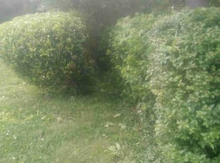 Bush Trimming by Jerome Borders for Eric J. in Memphis, TN