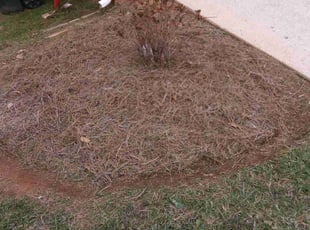 Weeding by Shay Washington for Andy P. in Charlotte, NC