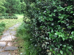 Bush Trimming by Aaron Kinchen for Michelle F. in Richmond, VA