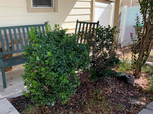 Bush Trimming by Andrew Garza for Tiffany J. in San Antonio, TX