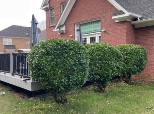 Bush Trimming by Xavier Haygood for Jan A. in Madison, AL