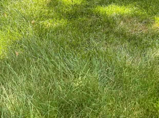 Scott P.'s Flower Bed Weeding service result