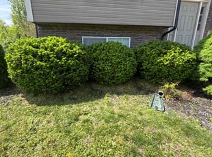 Bush Trimming by Kim Filley for Justin O. in Leavenworth, KS
