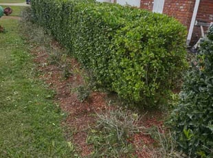 Bush Trimming by Gray Allen for Louie S. in Gretna, LA