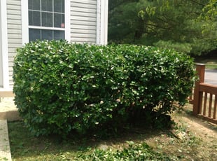 Bush Trimming by Tyrone Wilkins for Benjamin F. in Laurel, MD
