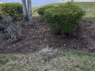 Weeding by Delson Auguste for Brenda R. in Orange Park, FL