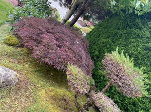 Bush Trimming by Queen Ayres for Tehmina A. in Redmond, WA