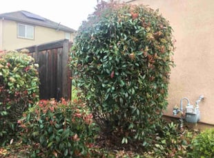 Bush Trimming by Scott Reeves for Ranil B. in Fairfield, CA