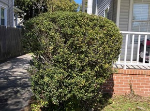 Bush Trimming by Joel Walton for Gabriela G. in Norfolk, VA