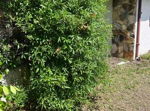 Bush Trimming by Melanie Ruggiano-Gallo for Michael D. in New Port Richey, FL