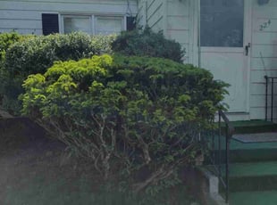 Bush Trimming by Matthew Spinelli for Jaymar B. in New Haven, CT