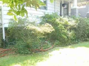 Alp A.'s Bush Trimming service result