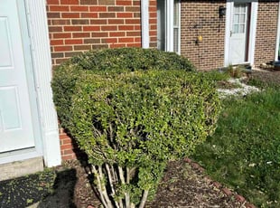 Bush Trimming by Steven Foster for Cal G. in Upper Marlboro, MD