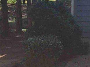 Bush Trimming by Walter Taylor for Andrew R. in Midlothian, VA