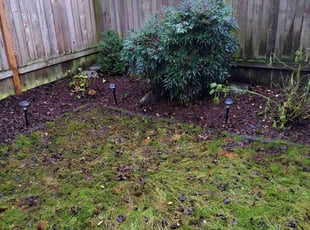 Leaf Removal by Jorge Alberto RUIZ for Astha B. in Seattle, WA