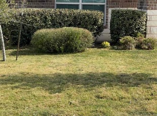 Bush Trimming by Lacy Dixon for Justin H. in Cibolo, TX