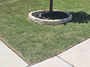 Jalal S.'s Lawn Care service result