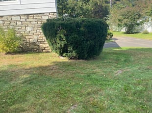 Bush Trimming by Dante Rivera for Laura G. in Feasterville-Trevose, PA