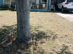 Leaf Removal by Shane Ray for Patsy G. in Titusville, FL