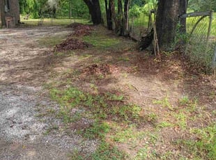 Barbara B.'s Leaf Removal service result