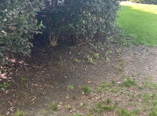 Leaf Removal by Andree Dualan for Eric D. in Chesapeake, VA