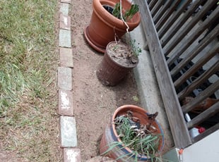 Weeding by Veronika Martinez for Bruce W. in La Marque, TX