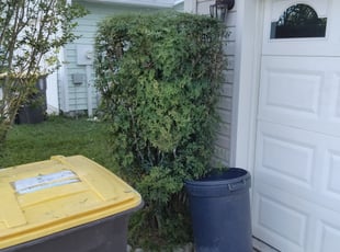 Bush Trimming by Robert Williams for Nick H. in Jacksonville, FL