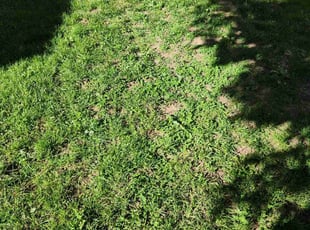 Bush Trimming by Martin Elias for Chad v. in Aurora, CO