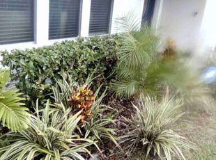 Bush Trimming by Edson Vargas for Roscoe K. in Davenport, FL