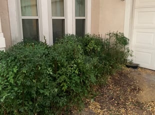 Bush Trimming by Stanmore Hinds for Orlando J. in Schertz, TX