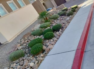 Bush Trimming by Kristine Roach for Christy S. in Henderson, NV
