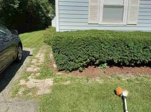 Bush Trimming by Kevin Rhyne for LaVerne P. in Madison, WI