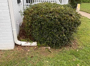 Bush Trimming by Derrick Brown for Gayle Y. in Newport News, VA