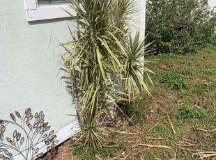 Bush Trimming by Tammy Melendez for Tod T. in Lakeland, FL