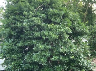 Bush Trimming by Alicia Cruz for Amanda C. in Durham, NC